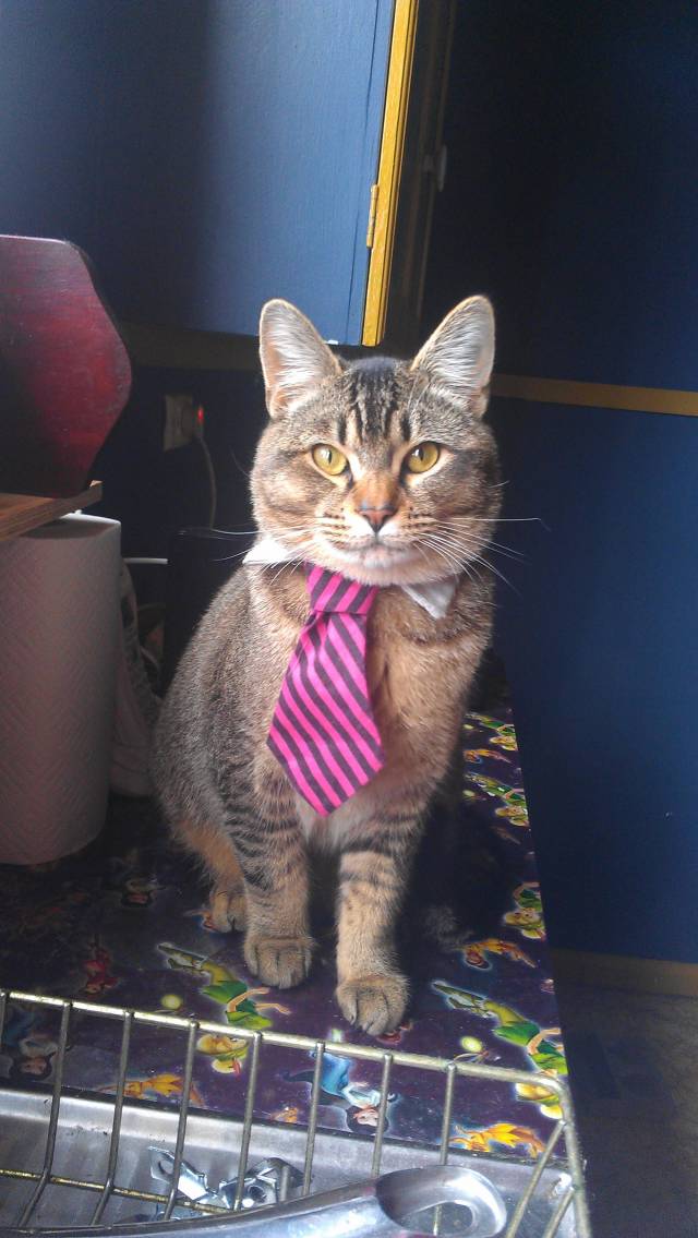 I'll see your cat-sized panda hat and raise you this sensible cat-sized tie.