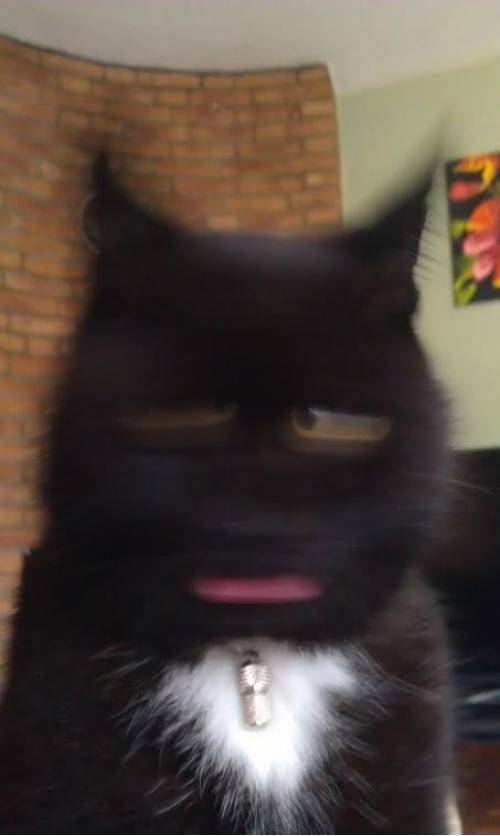 my cat shook his head while taking his picture