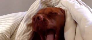 Dog is awoken by alarm clock, and reacts about the same as a human in the morning