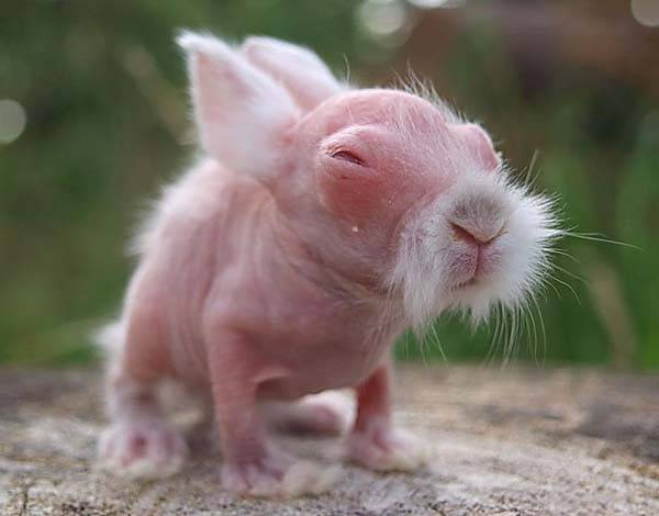 This rabbit looks like he busts myths