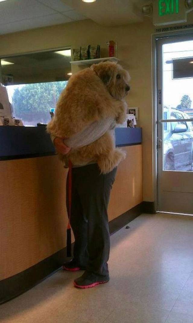 You said we were going to the park. Liar!