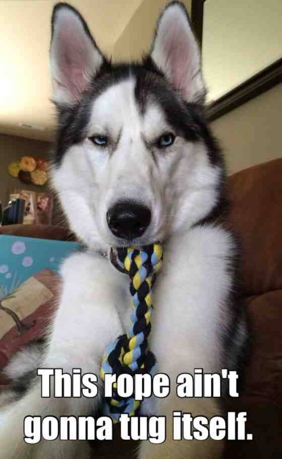 This rope ain't gonna tug itself.