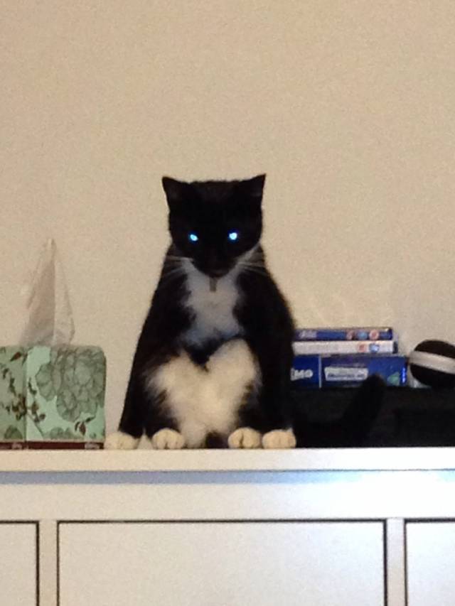 My cat also likes to sit and stare... Albeit in a slightly more possessed way.
