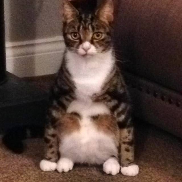 Meet Billy. Billy sits like this and stares at me.