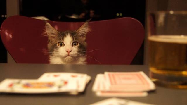 Caught my friends cat by surprise