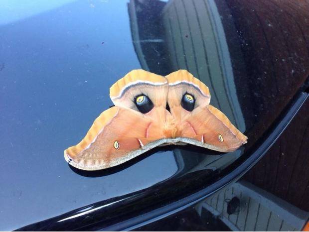 There was a giant moth on my car this morning