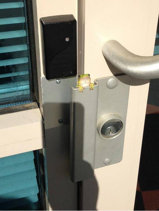 This little froggie popped up and greeted my friend coming into work this morning!