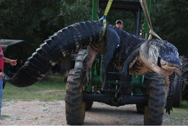 Massive 1011.5lb alligator caught in Hilton Head, AL