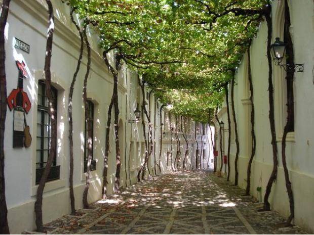 Plenty of shade on this street