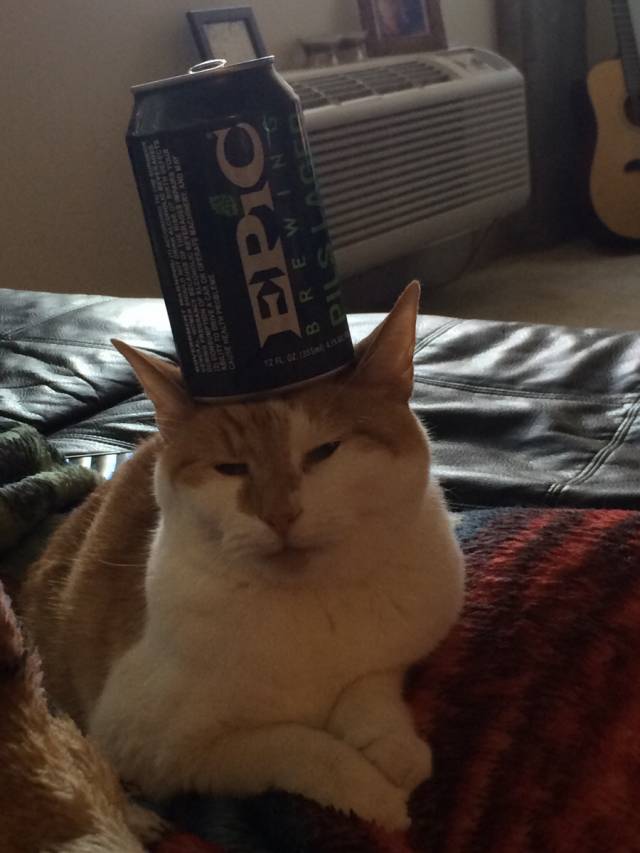 Balanced a 1/4 full beer on my girlfriend's cat's head. She was not pleased.