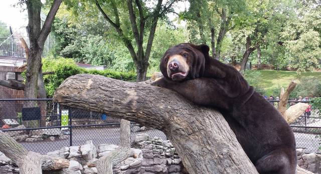 I found Confession Bear at the zoo today.