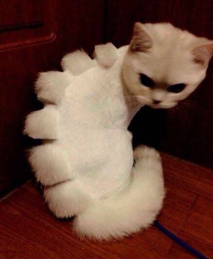 Catosaurus
