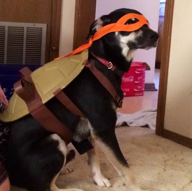 Ninja Turtle Dog