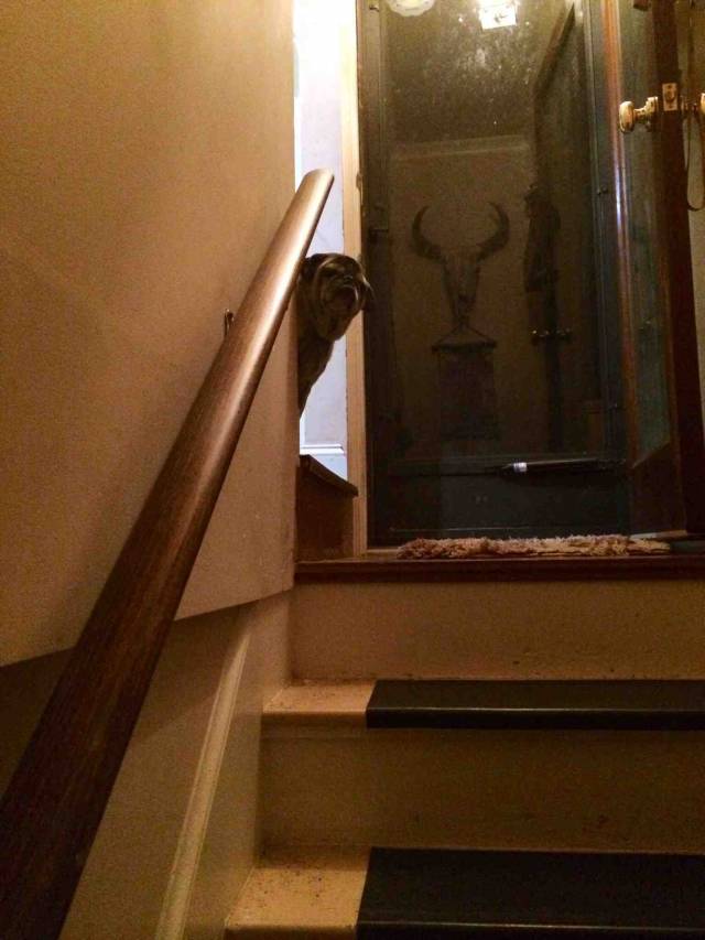 We had a bunch friends over & he couldn't stop glaring down the stairs like an angry grandad just trying to get to sleep.