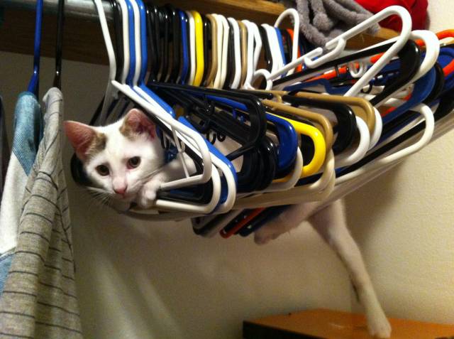 The moment I realized my new kitten, Riku, would be a handful...