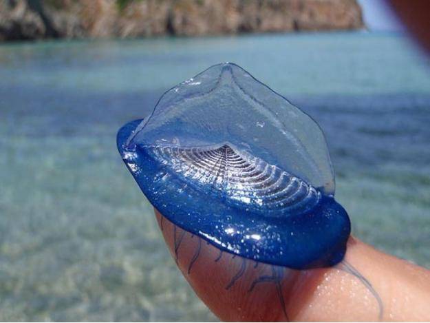 This is the Velella, a small free floating hydrozoan. It’s currently the only known species in the genus.