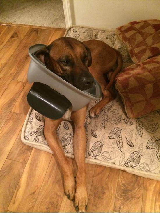 Came home to trash everywhere in the house. Compelling evidence found.