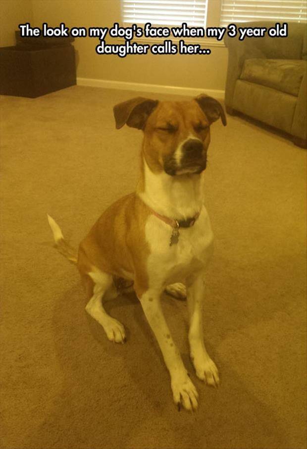 The dog's face