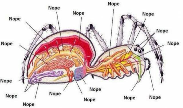 The anatomy of a spider