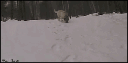 Sledding