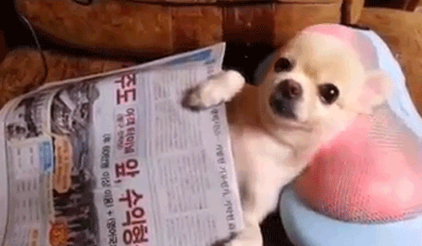 Chill chihuahua puppy enjoys a neck massage