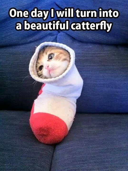 Catpurrpillar