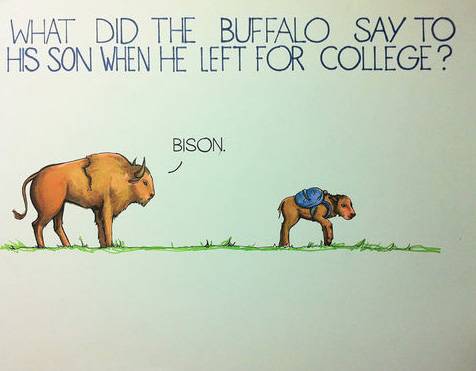 What did the buffalo say when his son left for college?