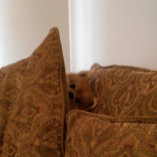 Walked into the Guest Room and found my dog sitting like this. I think he's training to be a cat...Or he's planning something devious. Not quite sure.