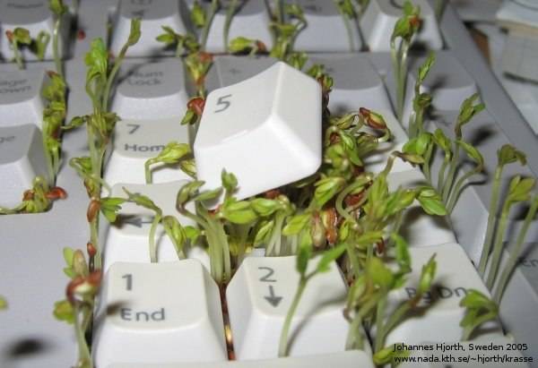 Chia Prank