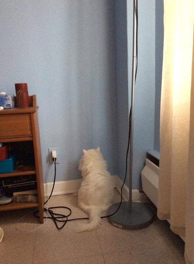 I never said i had a smart cat