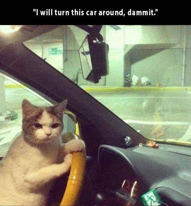 I will turn this car around, dammit.
