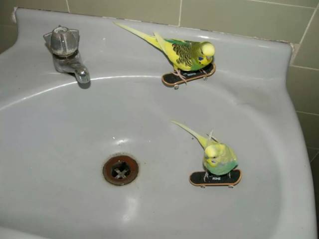 Budgies Skating