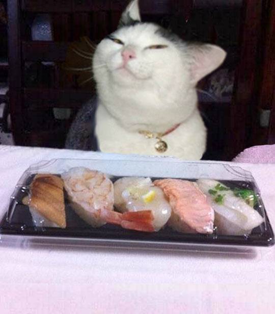 Yis. I can haz. Open dis plx.
