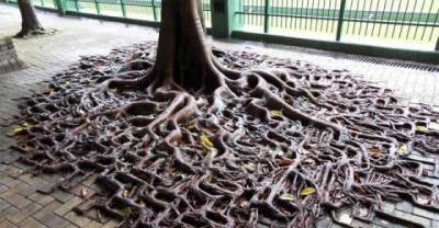 Nature Will Always Win- 25 Territories Reclaimed By Nature