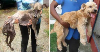 These Dogs Who Were Rescued And Nursed Back To Health Restored My Faith In Humanity