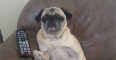 Dogs And Their Secret Thoughts...