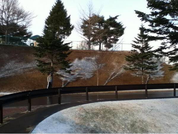 So the sun came out after a little snow and created a snow shadow of these trees.. Never seen anything like it