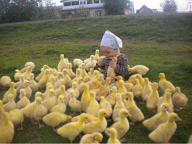 This is adorable. (Disregard the one duckling getting innocently choked)