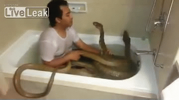 Just taking a bath.... with my snakes.