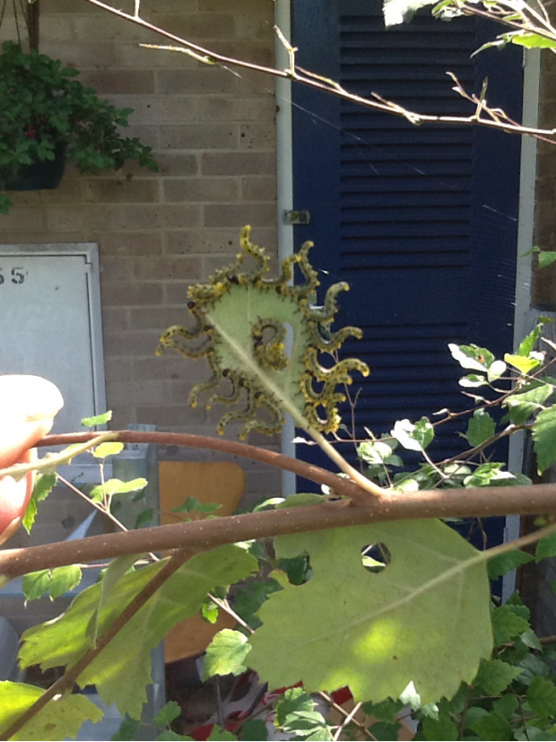 About 20 caterpillars on a single leaf in my garden!! Crazy cool!!!