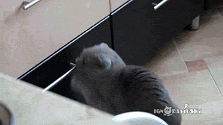 this cute cat!