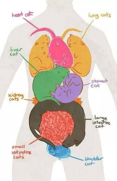 Anatomy cats!