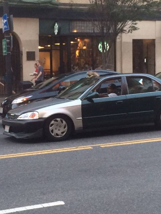 Walking down the street when I see this guy rolling deep.