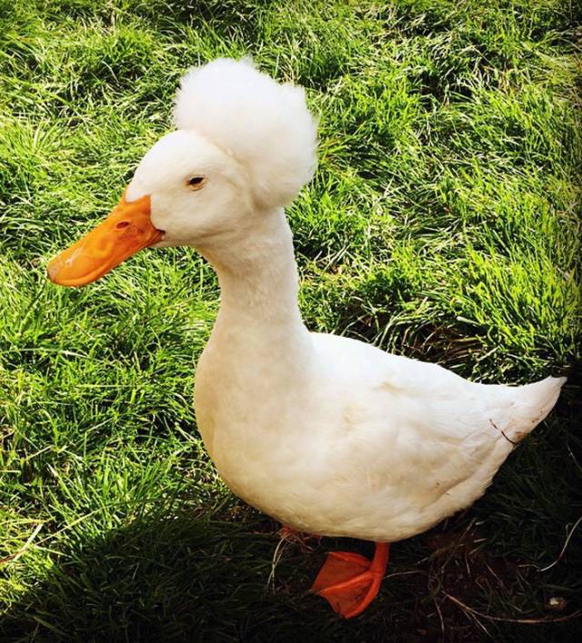 Do ducks have hair stylists?