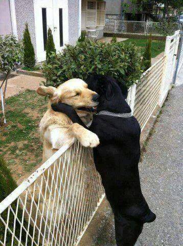 doggy love is universal 