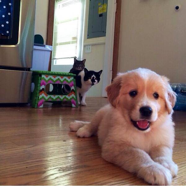 The cats might be a little suspicious of the new puppy.
