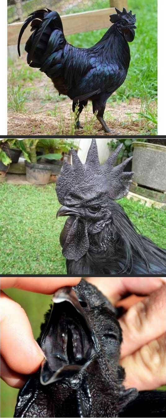 Most metal chicken I have ever seen.