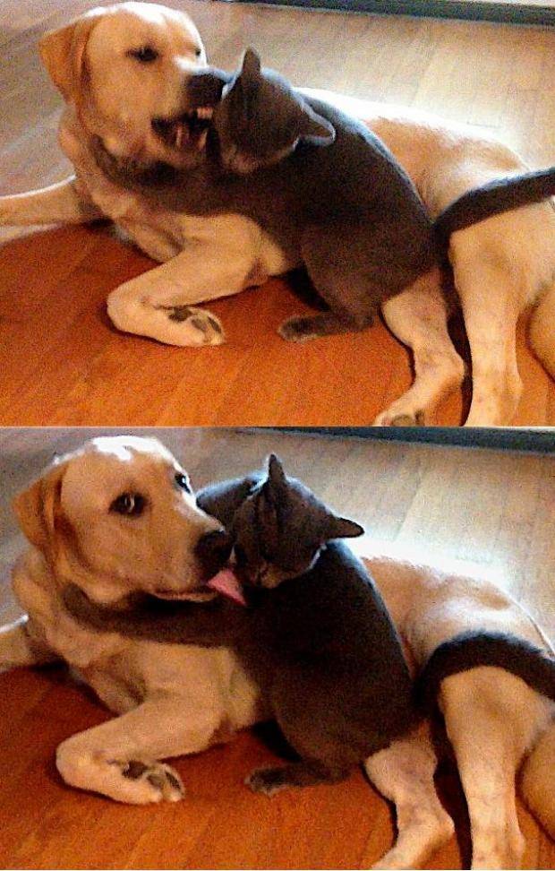 Before and after my dog realizes I’m in the room