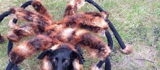 Giant mutant spider dog prank