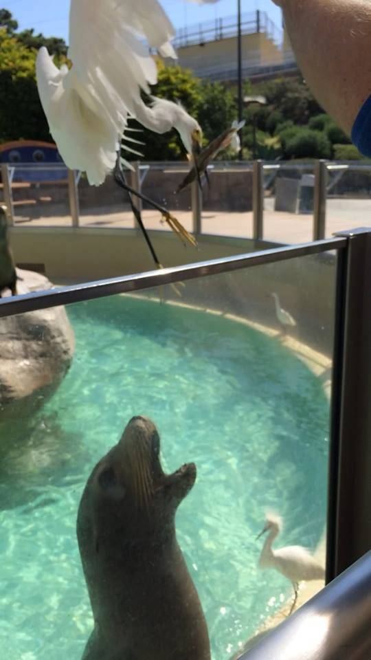 stork steals seals dinner